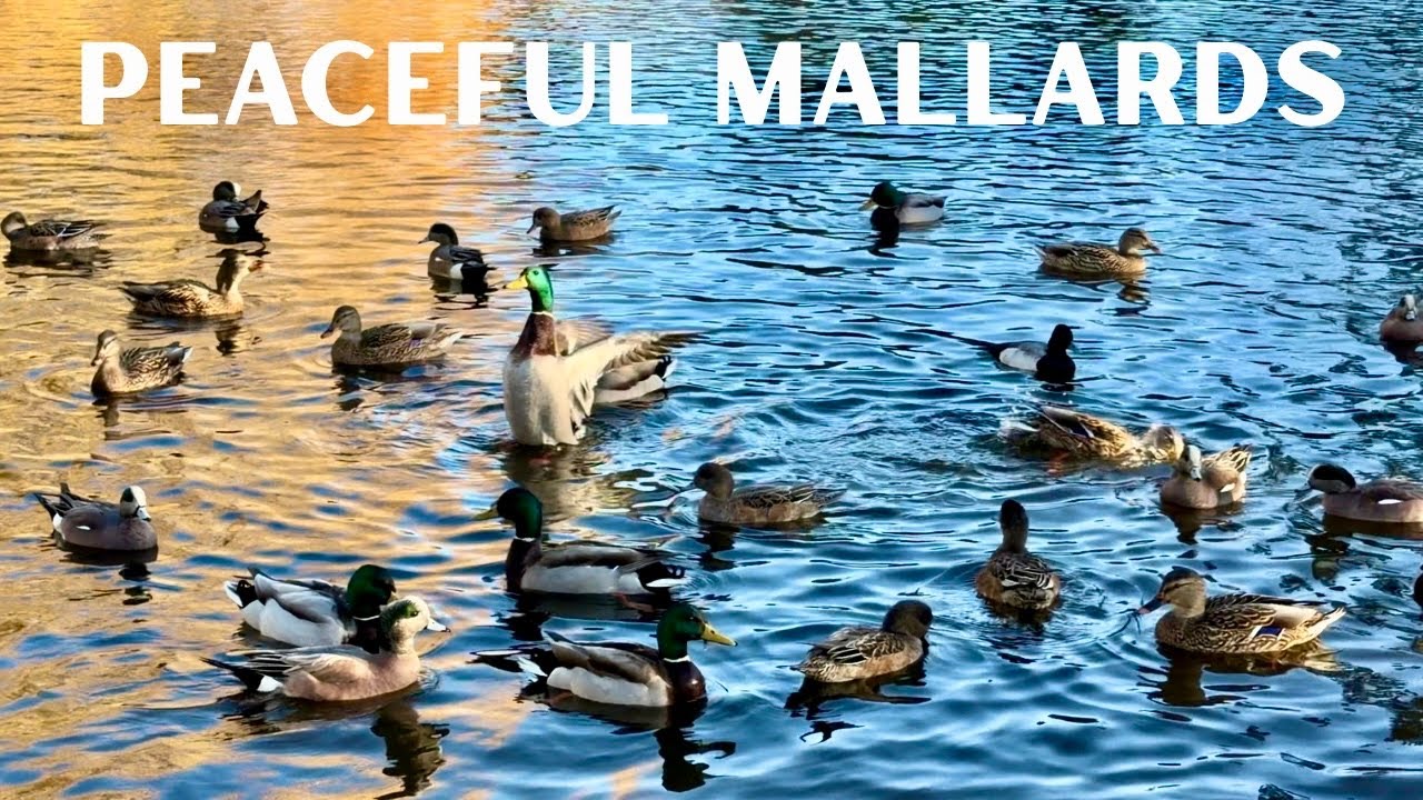 Mallard Ducks Swimming and Splashing | Quacking Duck | Peaceful & Relaxing Nature Sounds | Wildlife 