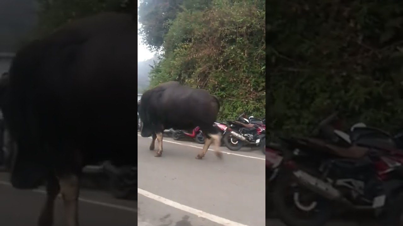 Bison Attack #Coonoor  #Ooty #Wild - Man vs Wild  #encounters