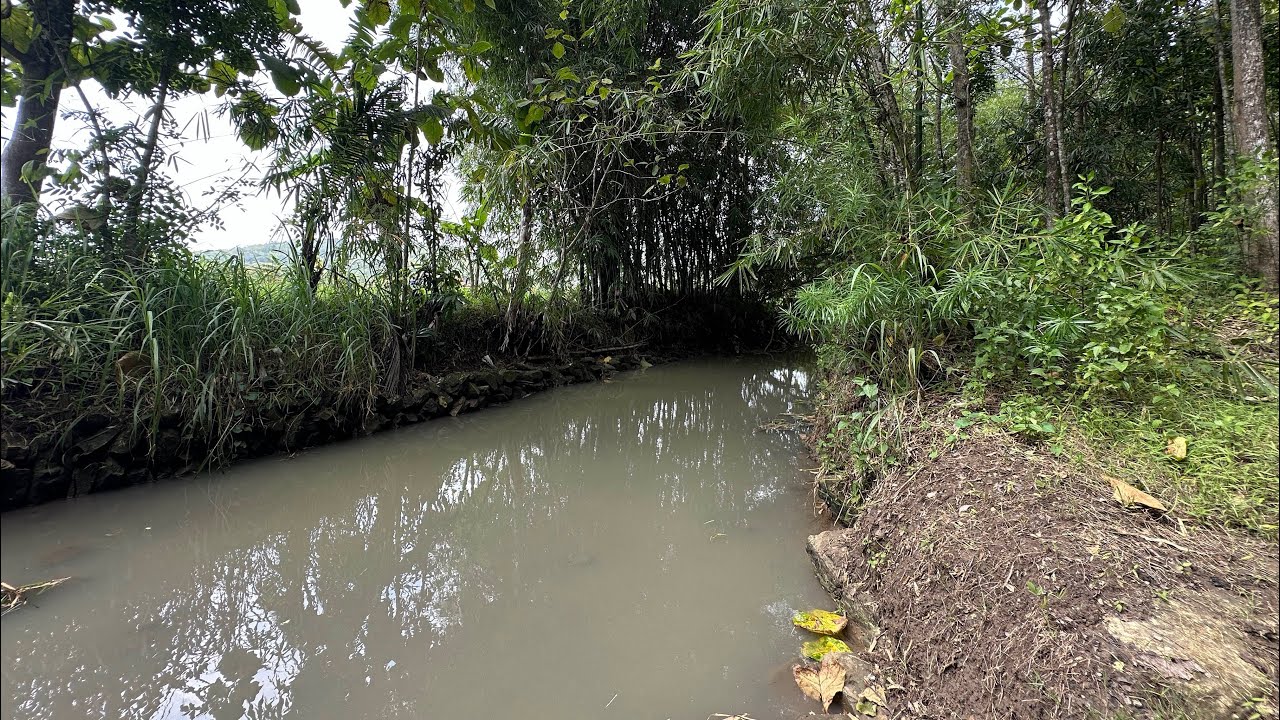 Tanah datar nempel sungai berisikan pohon jati dan mahoni