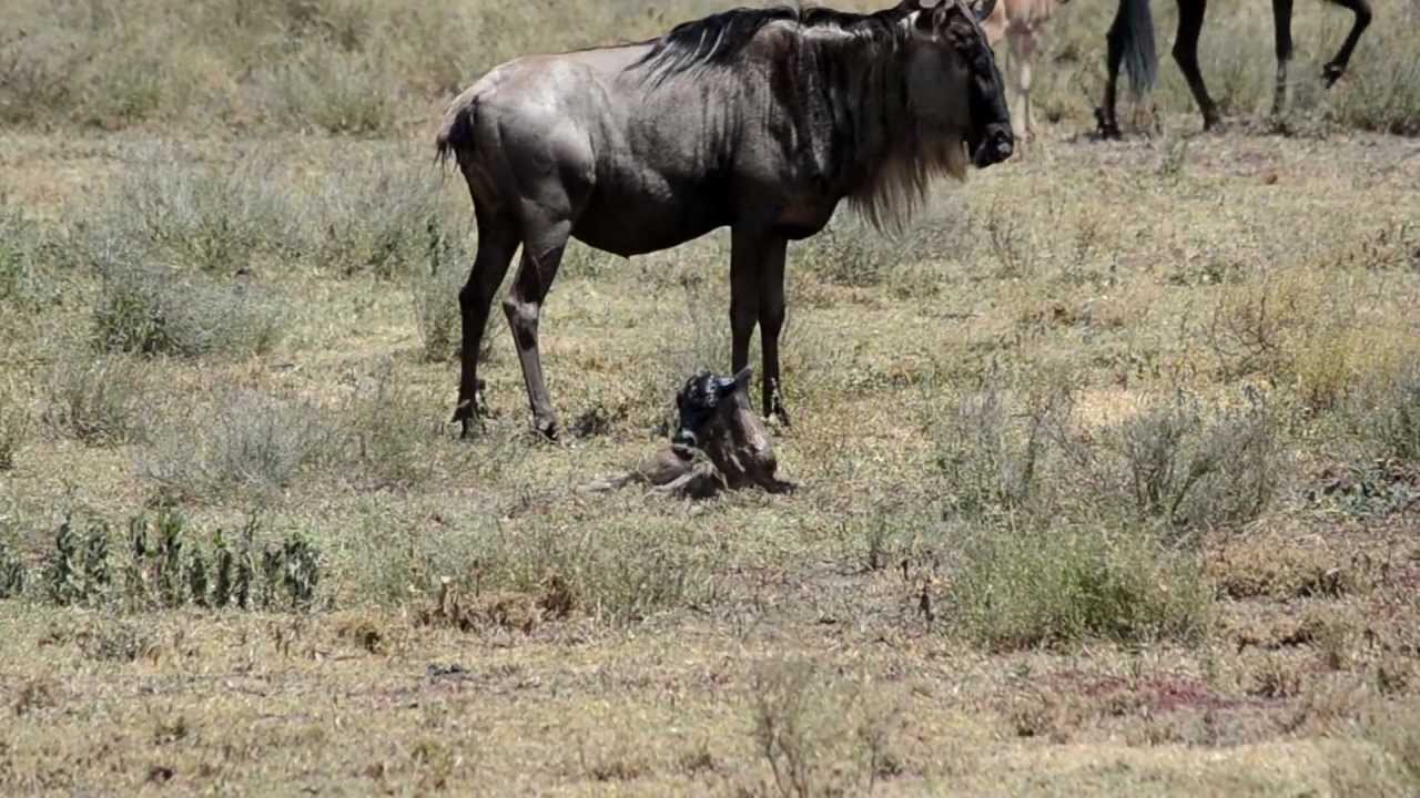 Baby's first steps