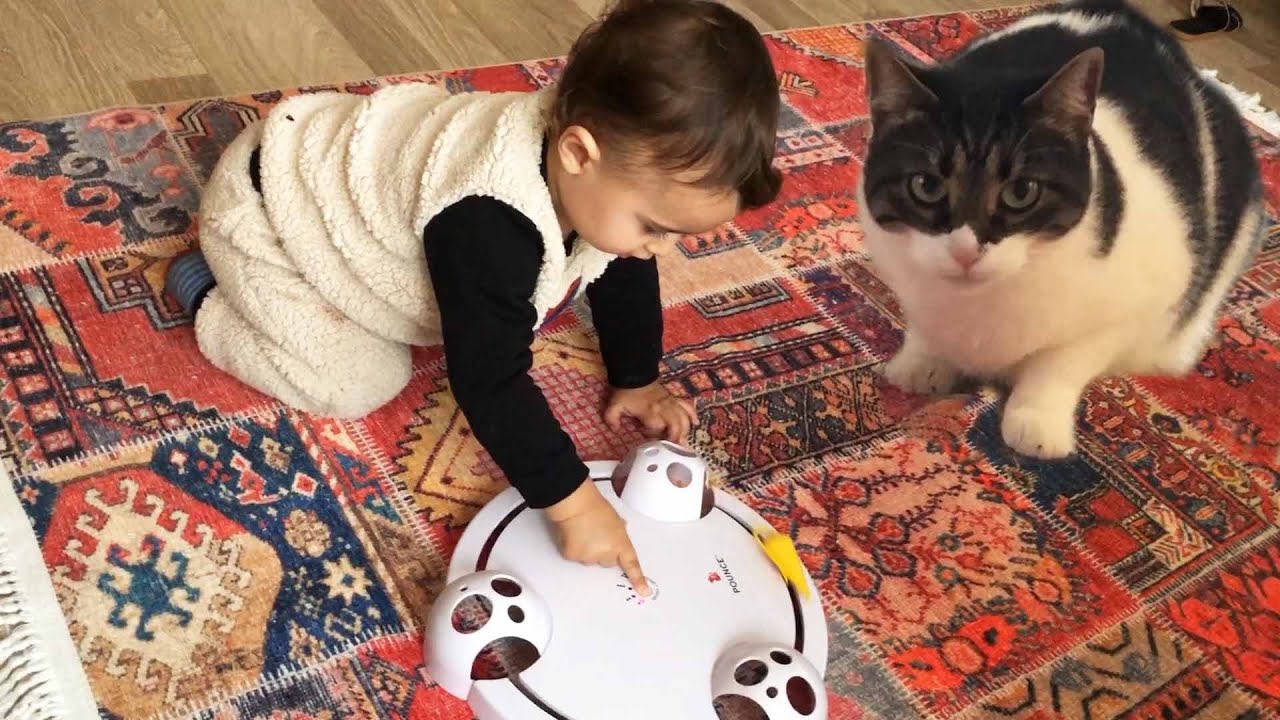 Alp bebek Kedinin fare yakalama oyuncağı ile oynuyor - Eğlenceli Çocuk videosu