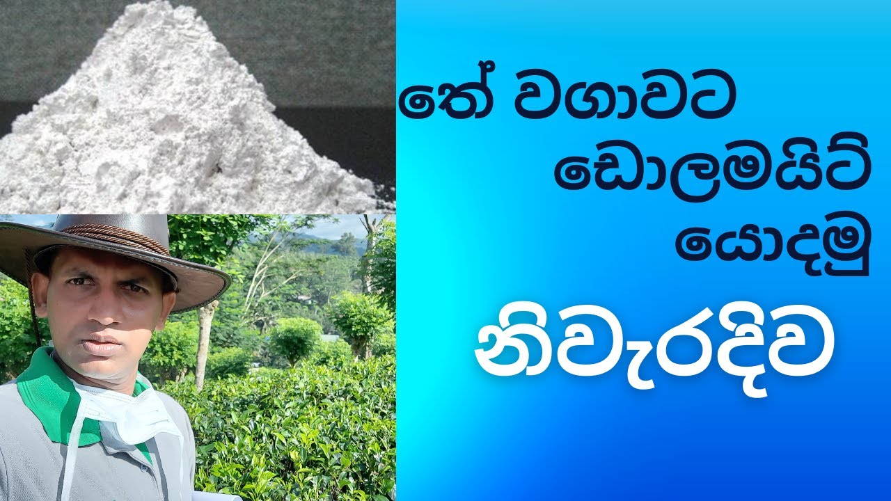 How Properly Apply Dolomite for Tea |තේ වගාවට නිවැරදිව ඩොලමයිට් යොදමු #dolomite #fertilizer #Tea