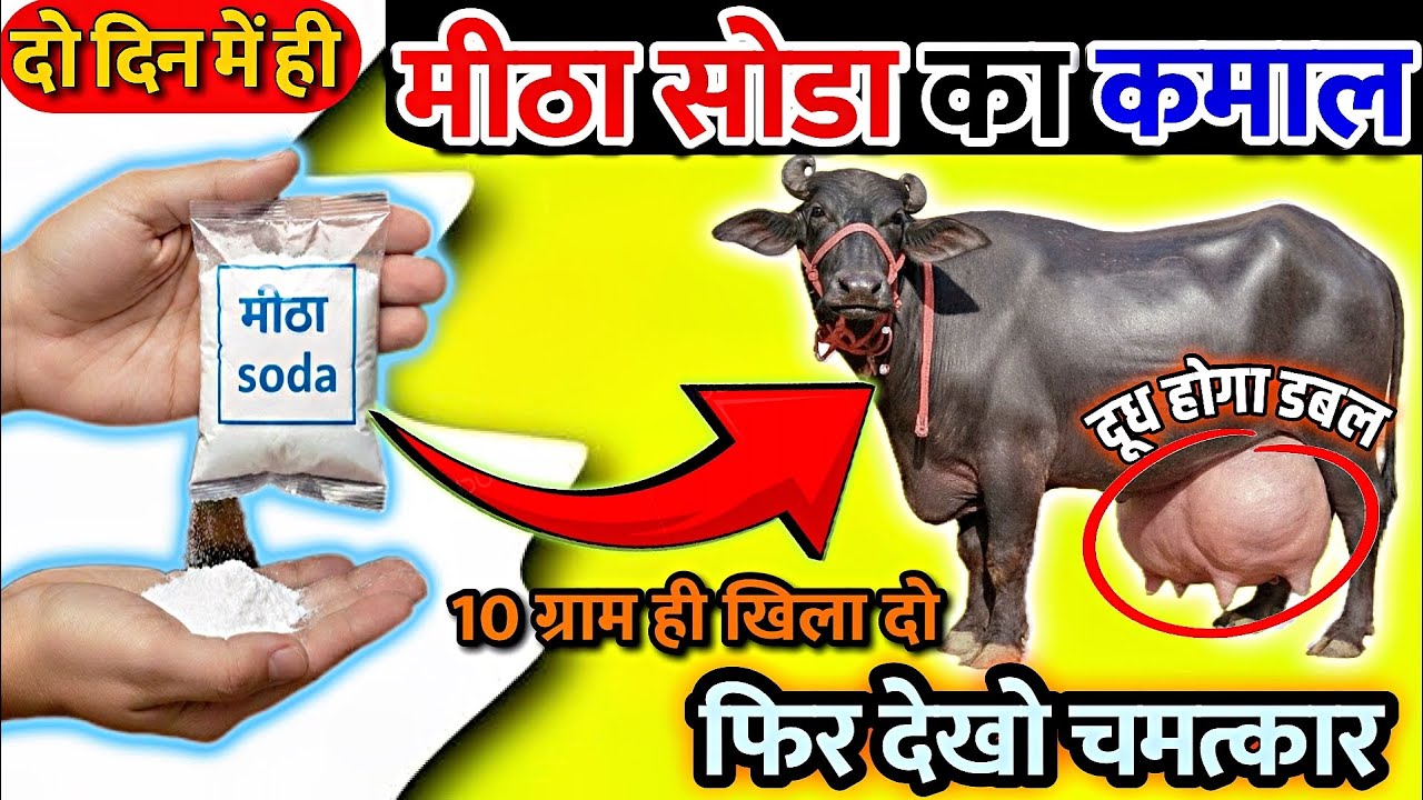 मीठा सोडा का कमाल 😱 | सिर्फ 1 खुराक और दूध होगा डबल👍Baking soda Milk increasing formula Cow 🐄 