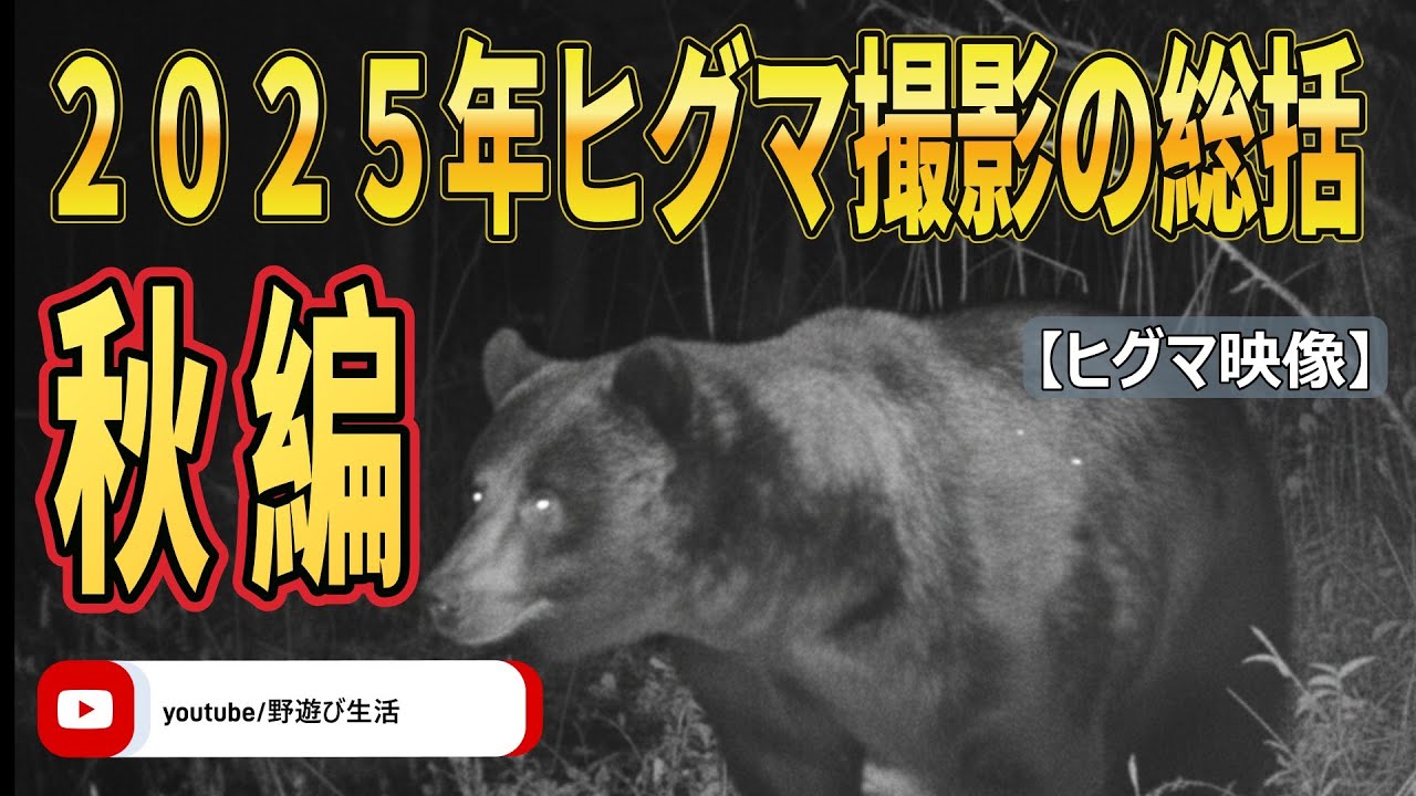 2025年ヒグマ撮影の総括 秋編