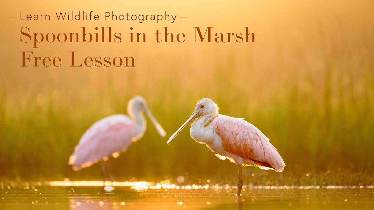 Spoonbills in the Marsh - Free Lesson