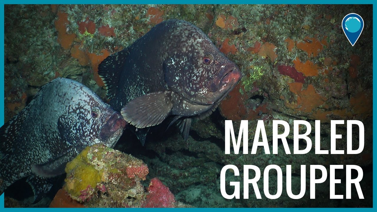 Marbled Grouper near Flower Garden Banks National Marine Sanctuary