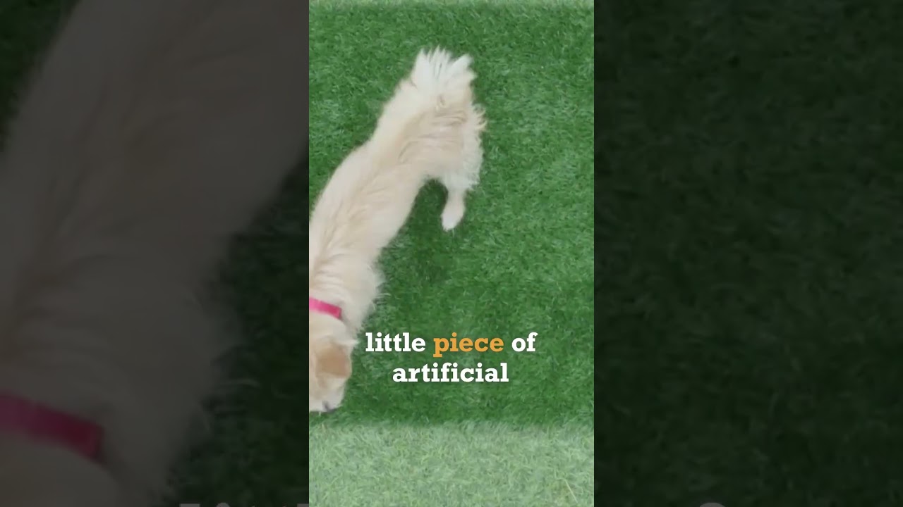 How To Potty Train Your Dog On Artificial Turf 🚽 