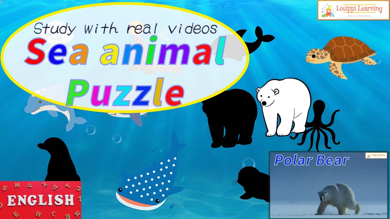 [English] うみのいきもの パズル ＆ 実写動画 12種3  フラッシュカード 動画 海の生き物 を英語で覚えよう Sea animals Flashcard video