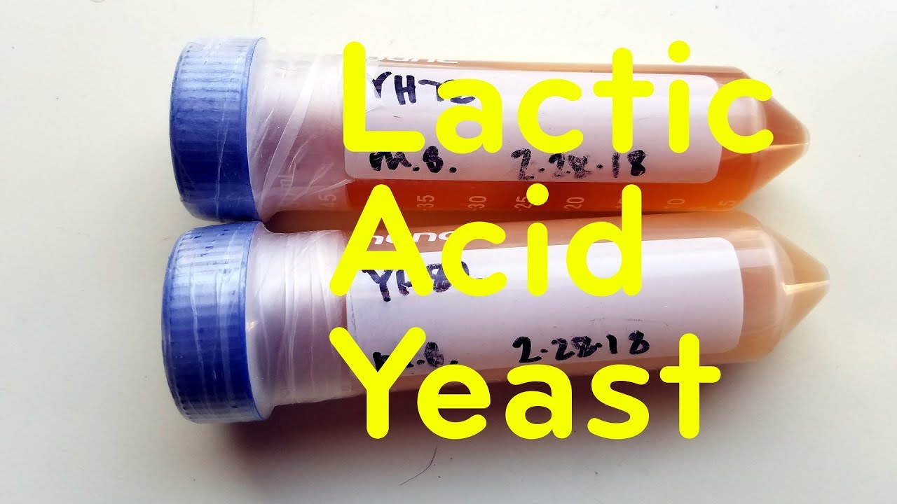 A New Way to Sour Beer: Lactic Acid Yeast