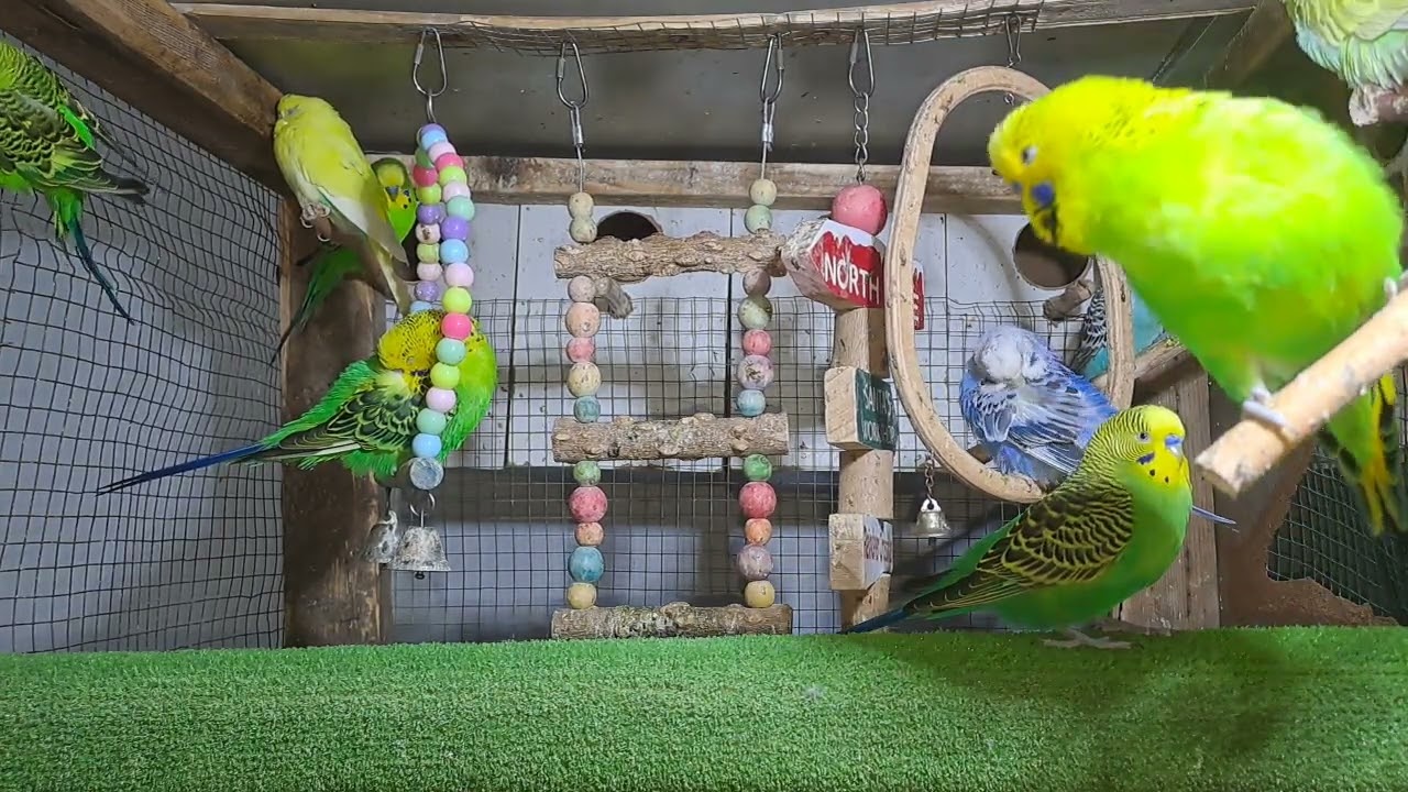 Parrots – Natural Instincts