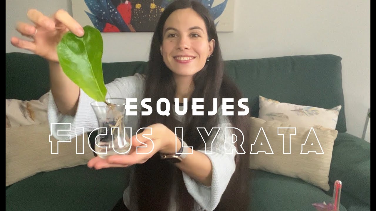 Actualización Esquejes Ficus Lyrata: planta original, esqueje de ápice y esquejes de hojas