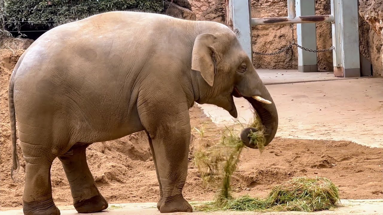 トレーニング終わりのご飯は美味しいねアルンくん😊　2月17日 上野動物園　アジアゾウ