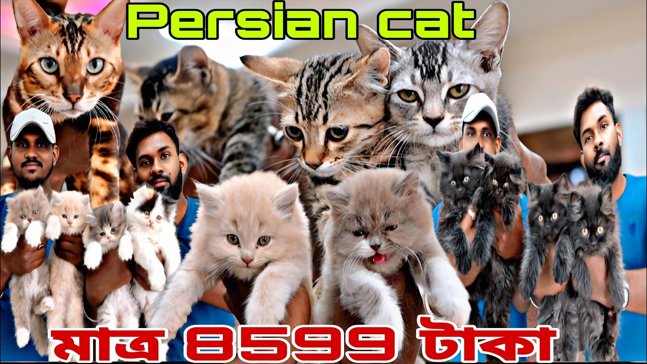 Persian cat মাত্র 8500টাকা!! Home breed persian cat!! Cat market in Kolkata!! Dog market in Kolkata