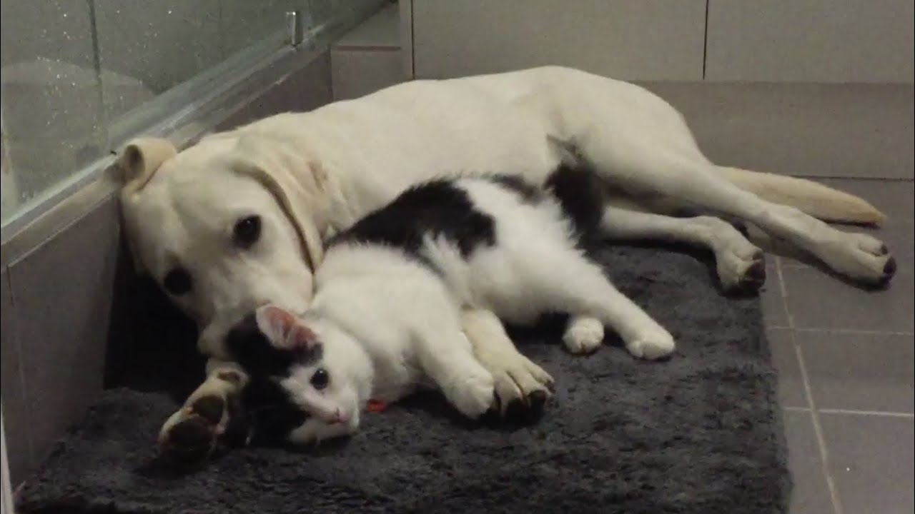 Banjo the White Labrador Puppy and rescue kitten making friends