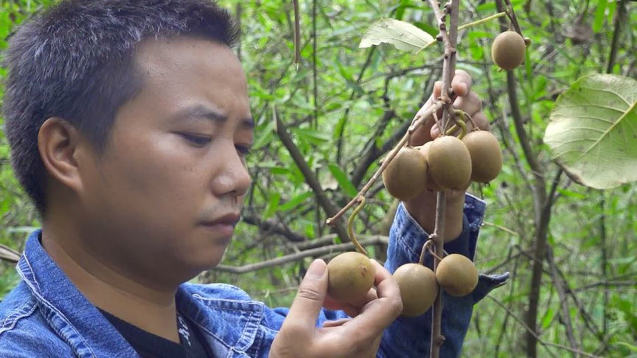 这种野果被称为水果之王，看到阿哥用这种方法摘野生猕猴桃我服了