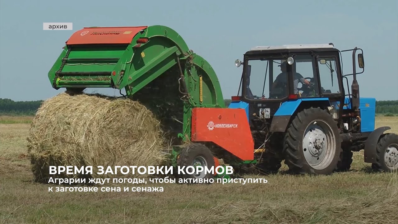Аграрии ждут ясную погоду, чтобы активно приступить к заготовке сена и сенажа