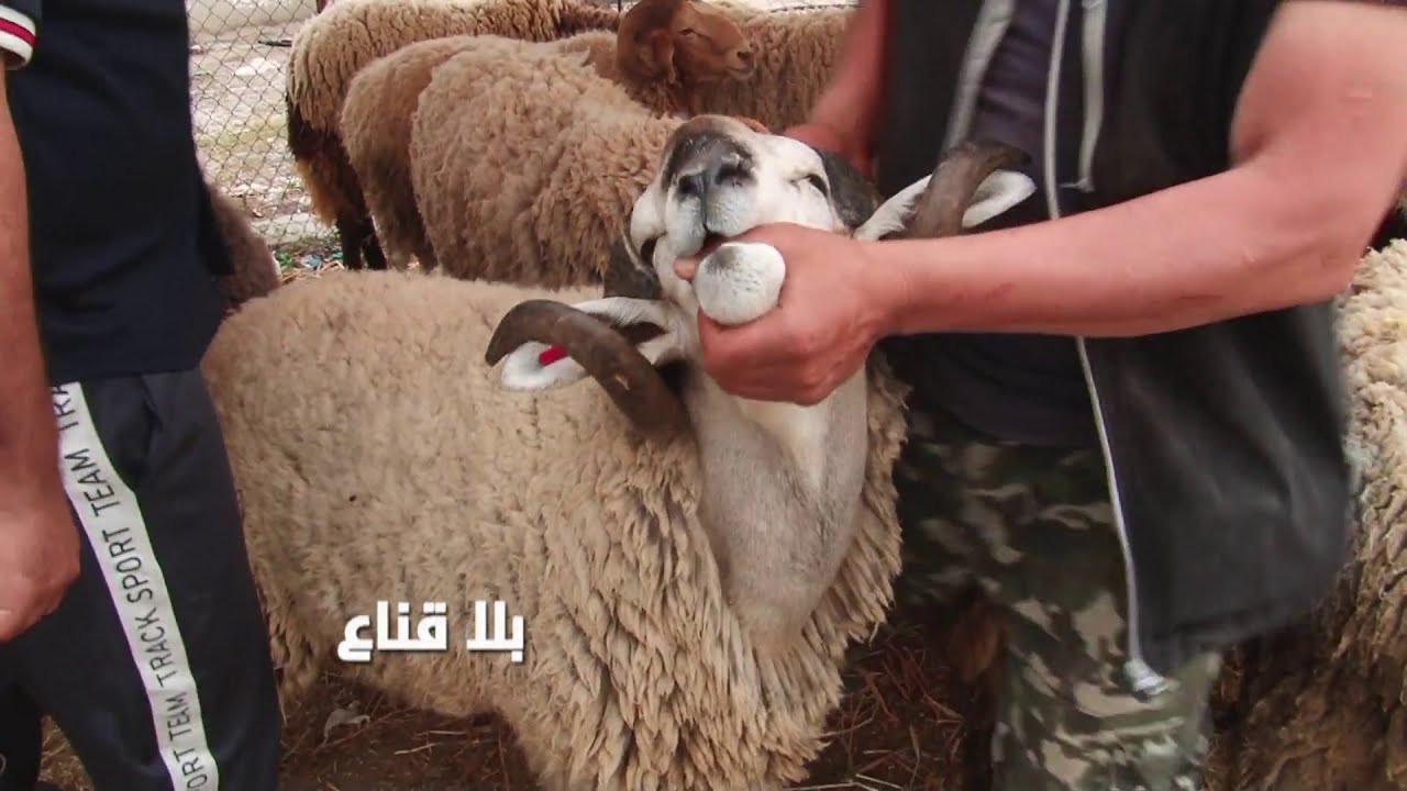 علوش للكراء ليلة العيد هه يلعبو بيه الصغار في العيد ويرجع للرحبة بعد نهار معزز مكرم هه كثر الهم يضحك