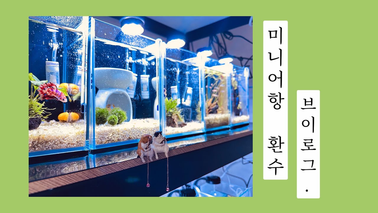 미니어항 환수 브이로그 /물생활 Vlog/ #물생활 #브이로그#환수#베타키우기#미니어항#15하이큐브