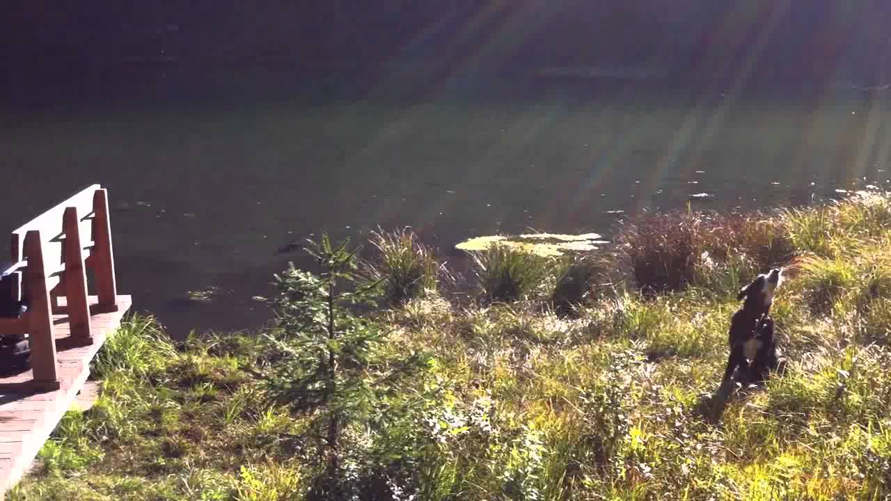 Trompeter am Frillensee mit singendem Hund.MOV