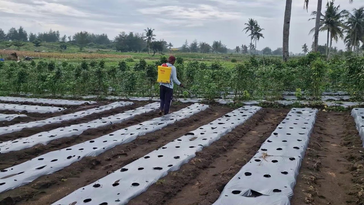 FROM SOIL TO SEED: CLEVER FERTILIZATION METHOD BEFORE PLANTING! - Agriculture Gardening