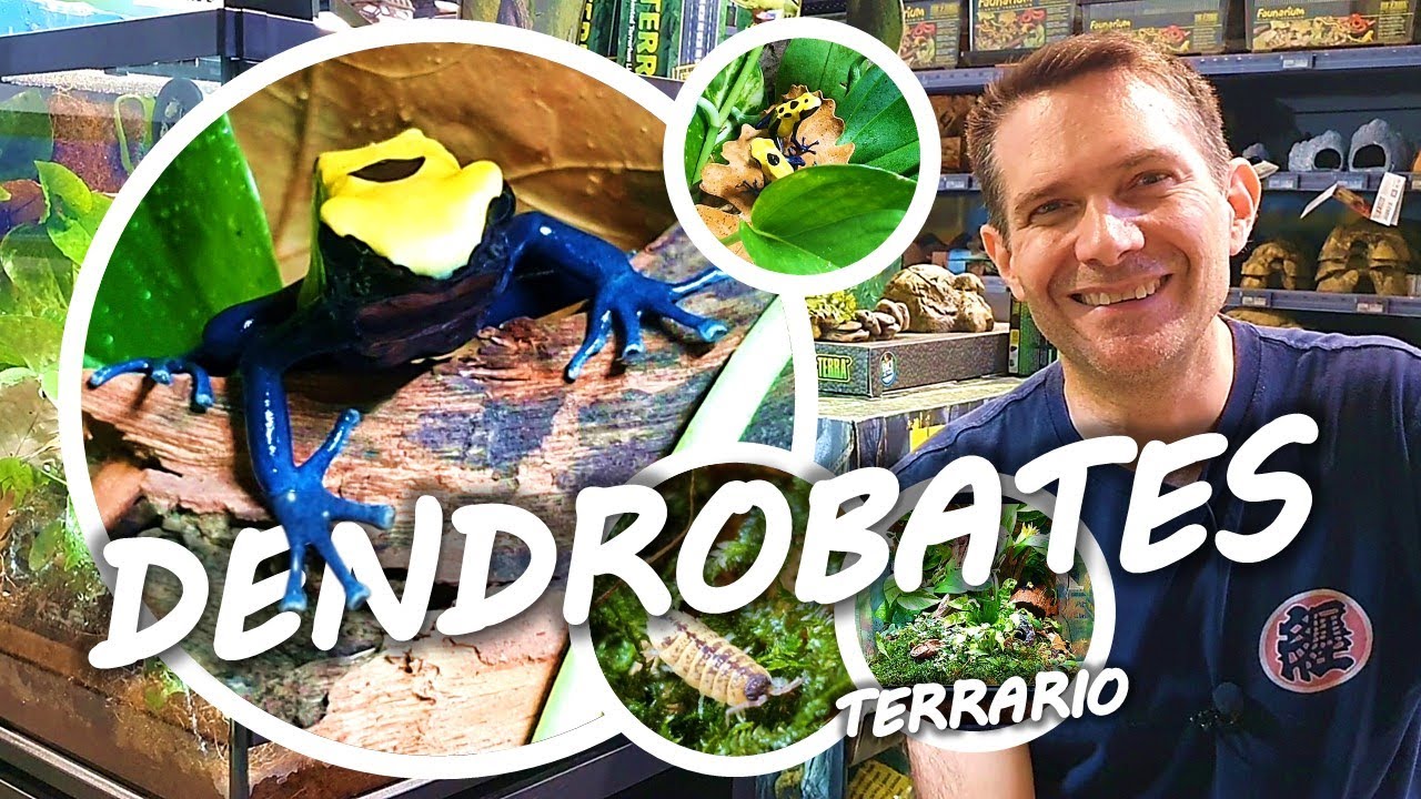 DENDROBATES ELEVAGE ET REPRODUCTION