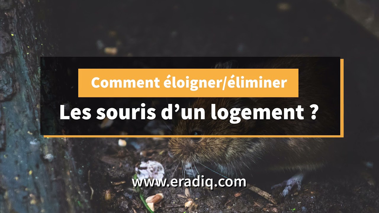 Comment éloigner/ éliminer les souris de votre logement ?