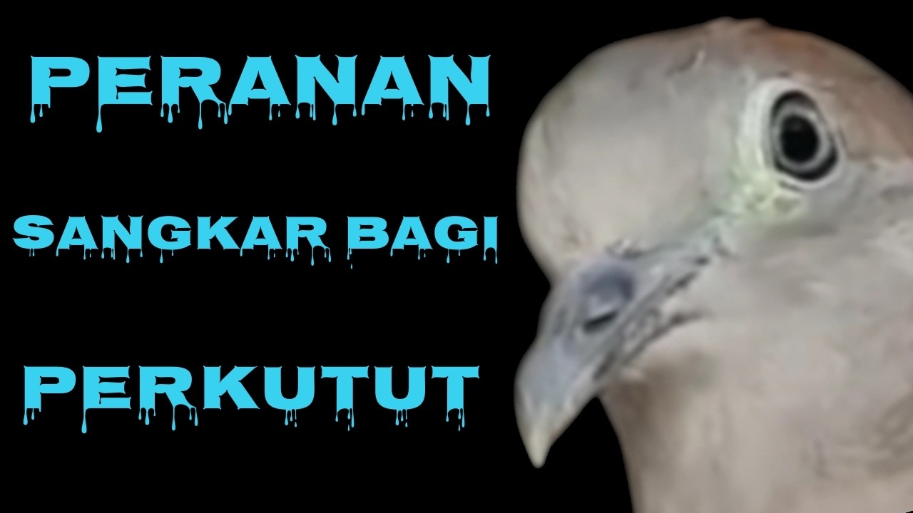 BANYAK YANG BELUM TAHU ,,,PERANAN PENTING SANGKAR BUAT PERKUTUT JADI NYAMAN DAN RAJIN BUNYI