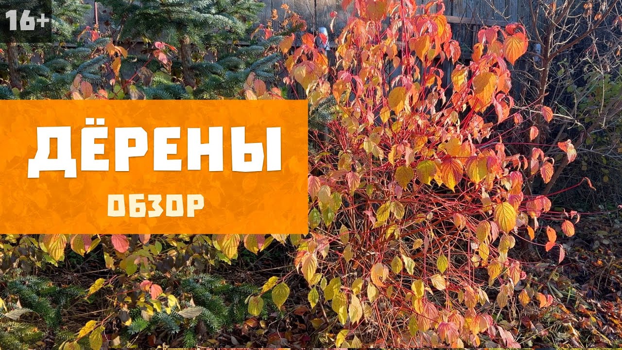 Дёрены в саду | Осенние краски I Лучшие виды и сорта
