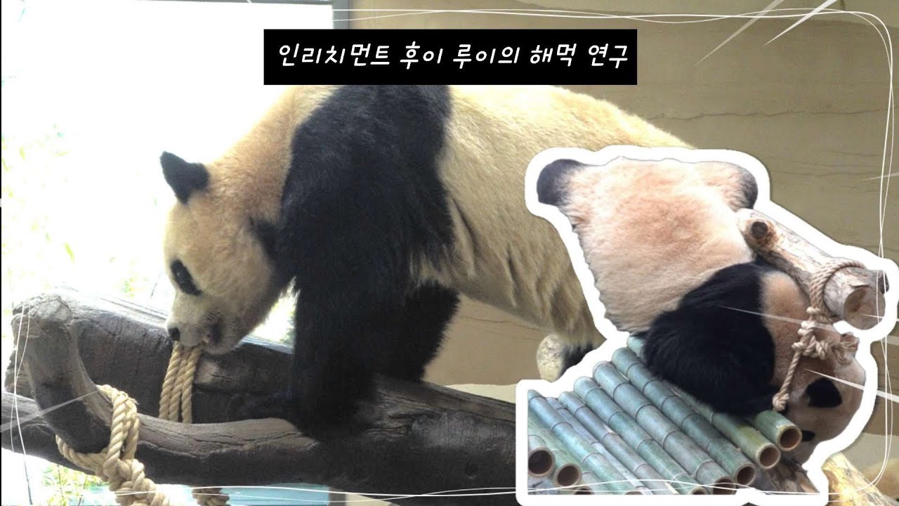 루이바오 후이바오 해먹 연구는 성공 했을까요?