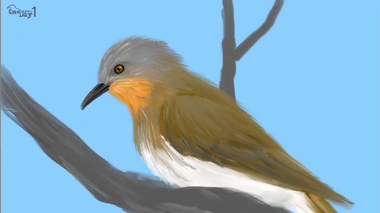 Philippine Bulbul 필리핀 직박구리 그리기