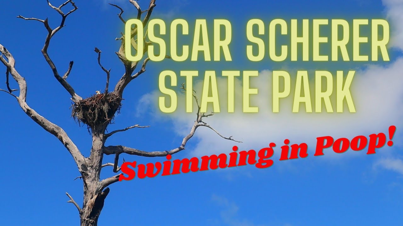 Oscar Scherer State Park - Swimming in Poop in Lake Osprey? Bald Eagles, Ospreys, Florida Scrub Jay