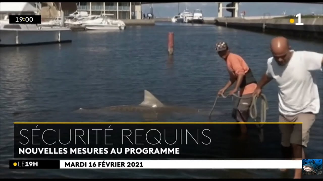🇷🇪 🦈Réouverture d’écoles de surf, du spot de St-Leu, bassins et commercialisation du bouledogue