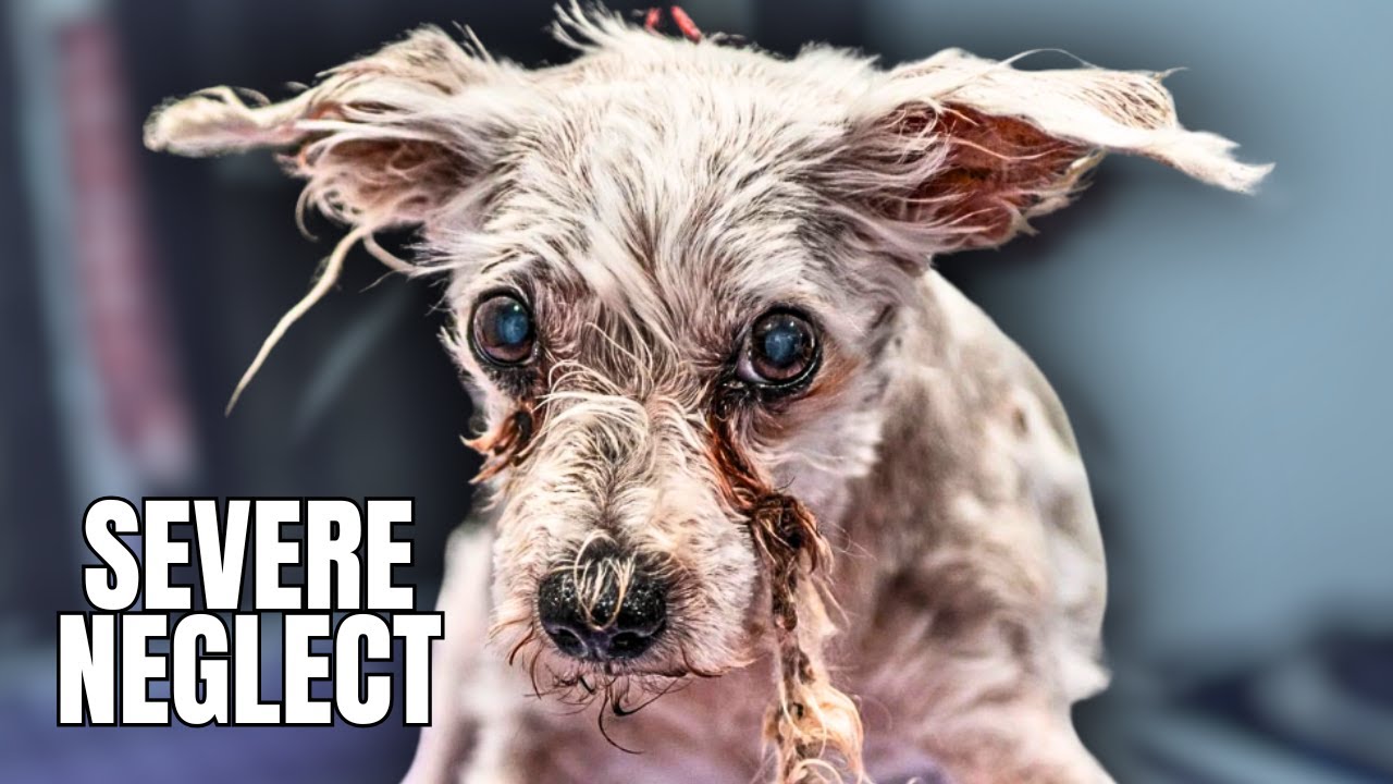 Severely Matted Rescue Dog Gets A Second Chance At Life