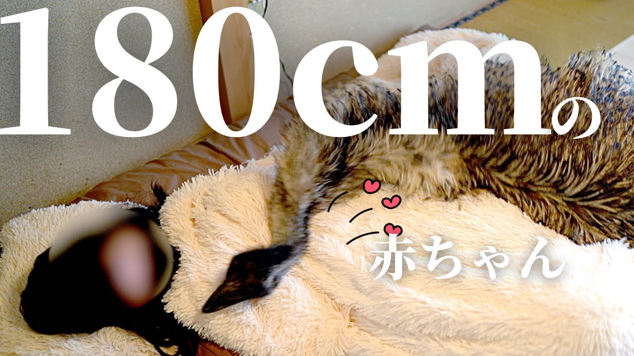 今でも自分が赤ちゃんだと思ってる甘えんぼエミューがかわいすぎる