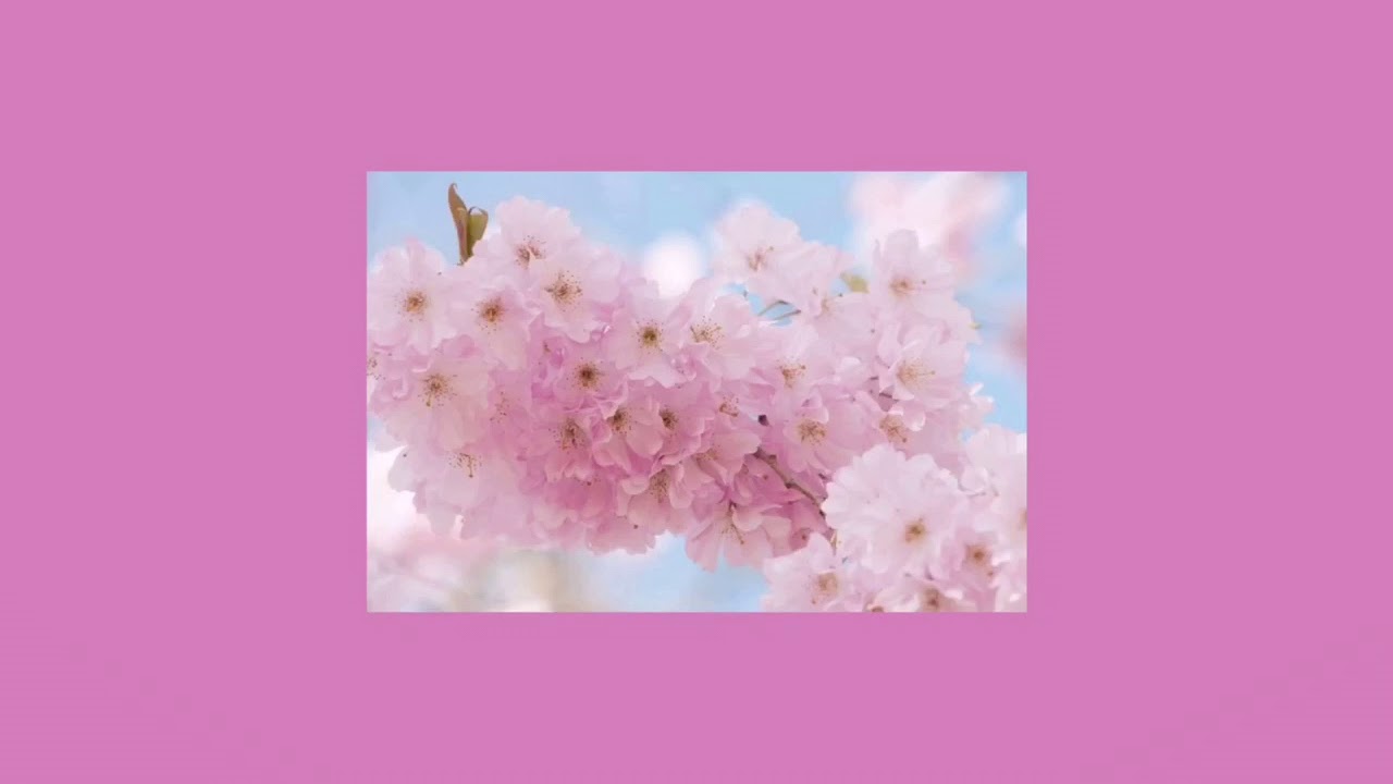 [ Lyrics ] Cherry Blossom Ending - Busker Busker