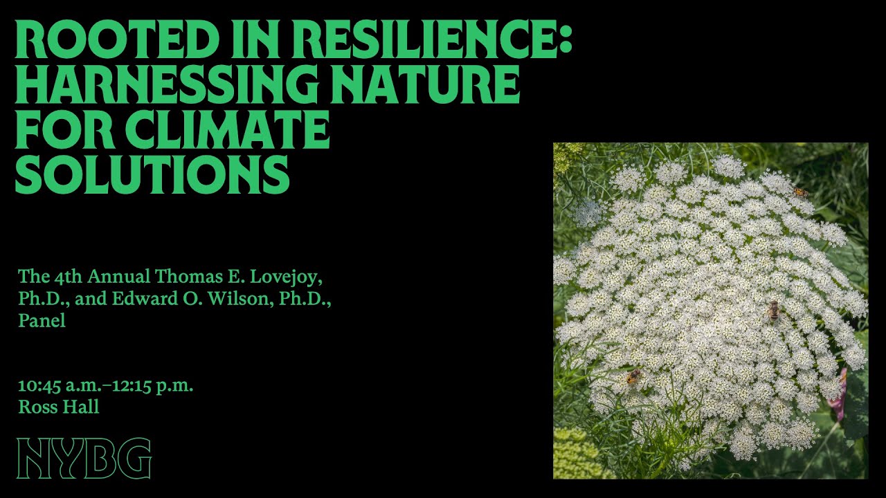 Rooted in Resilience: Harnessing Nature for Climate Solutions
