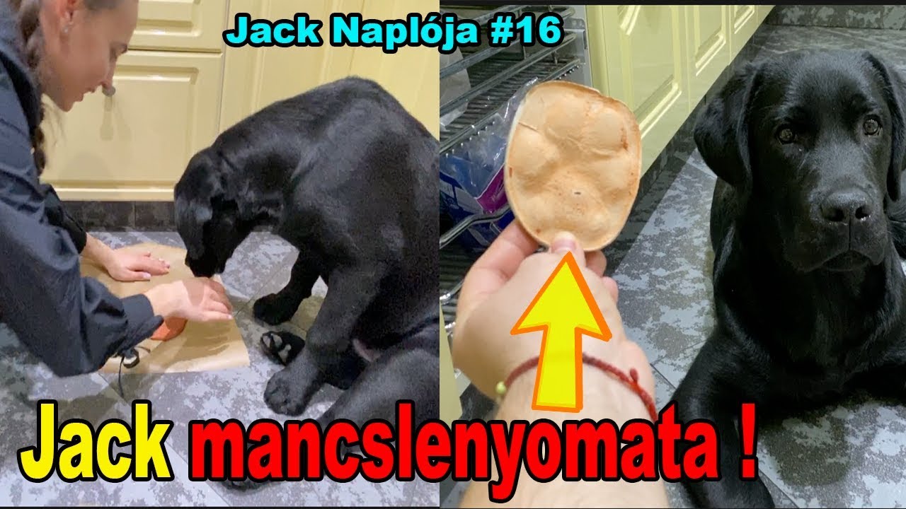 ÖRÖK MANCSLENYOMAT JACK-ről ! | Jack Naplója 16. rész