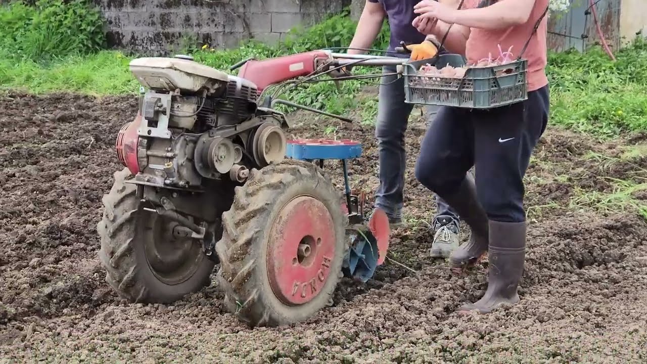 On plante les pommes de terre