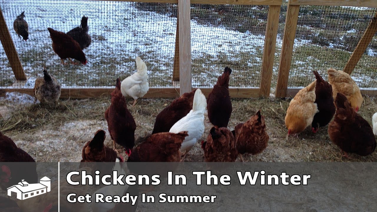 First Thoughts On Winter Chickens - AMA S10:E2