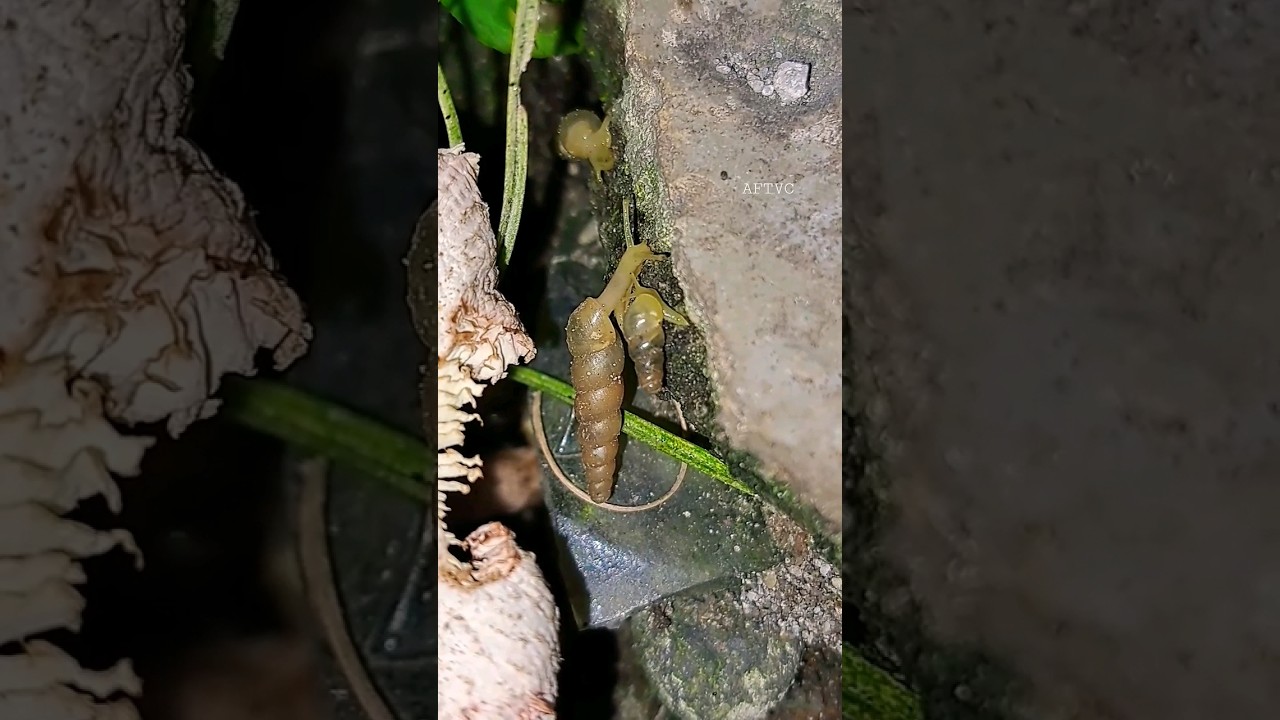 Siput Sumpil (Tropical Awlsnail) #snail