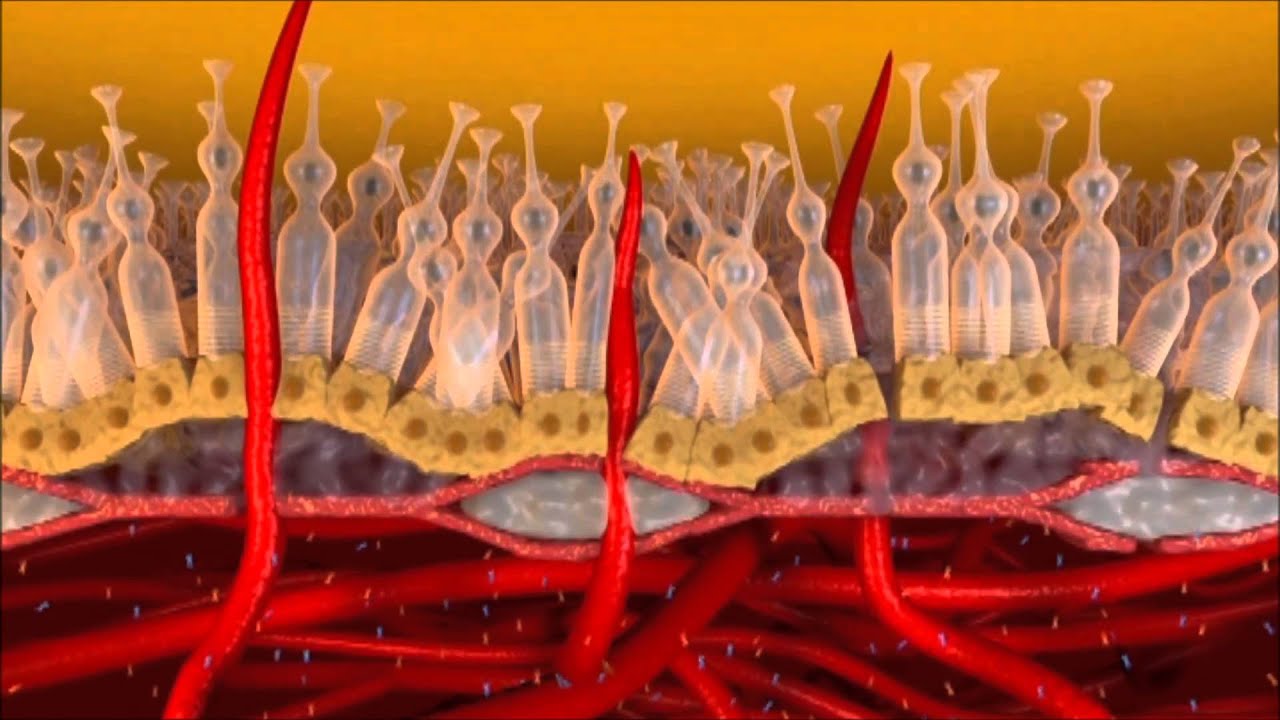anatomia da retina e fisiopatologia da dmri