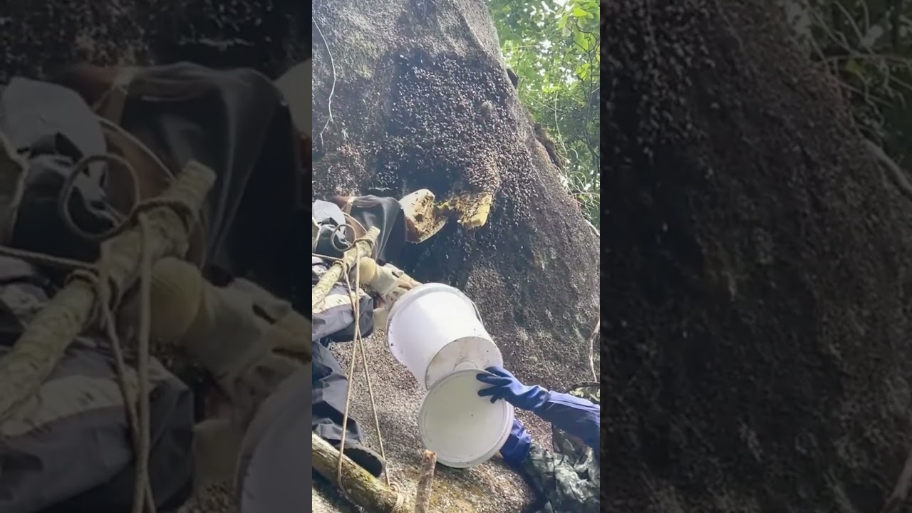 Have you ever seen natural cliff honey# Cliff Honey # Wild Honey