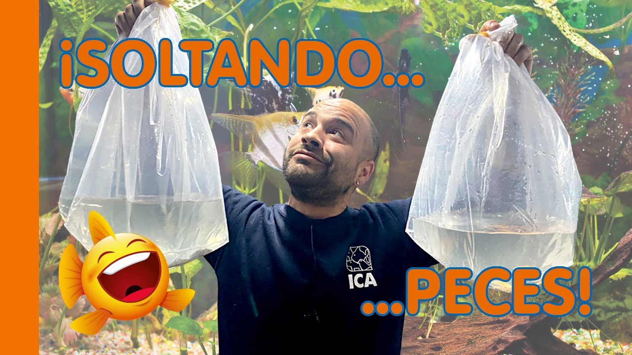 Soltando🐡 peces en TROPICAL CENTER