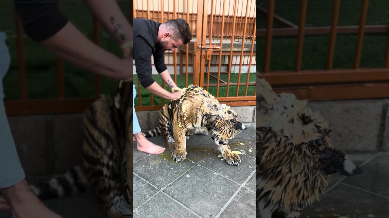 Tiger bathing #hamdan #tiger #abudabi #animals #zoo #dhabi #lion #zayed #bigcat #cat