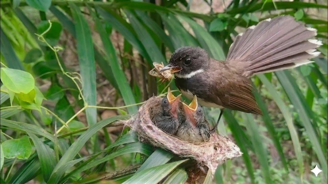Mother is raising her baby by giving it plenty of food | 4 days