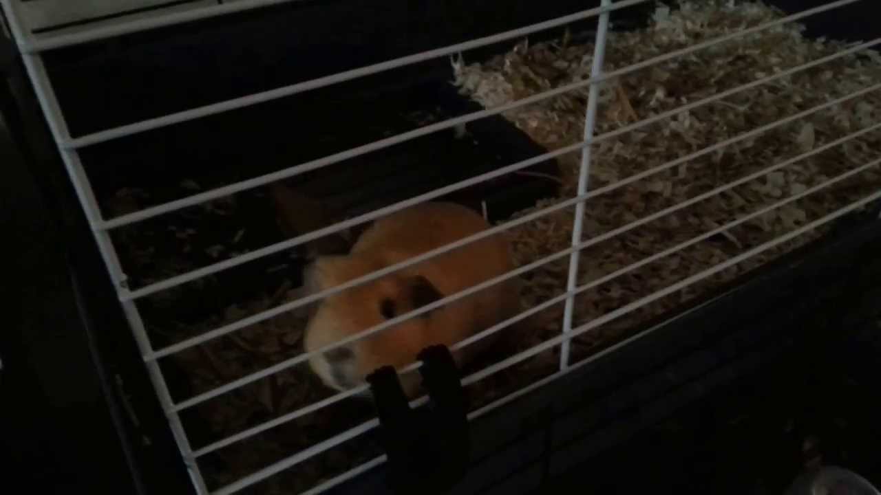 Piepende cavia's