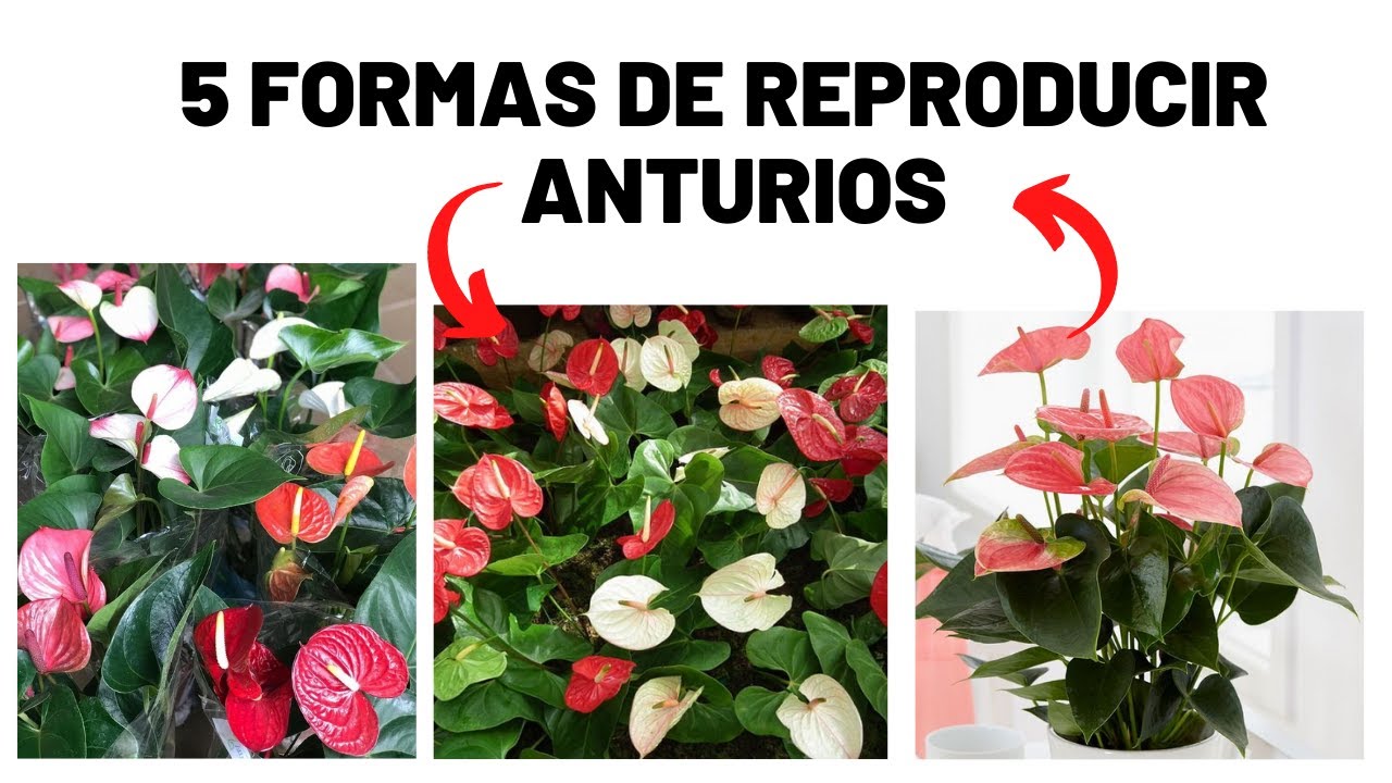 5 FORMAS de Propagar ANTURIOS | facil y rapido