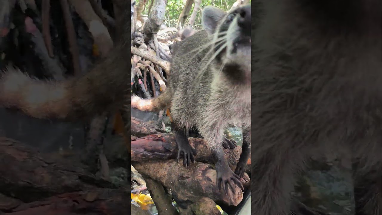 Mapaches en los manglares de Barú 🦝