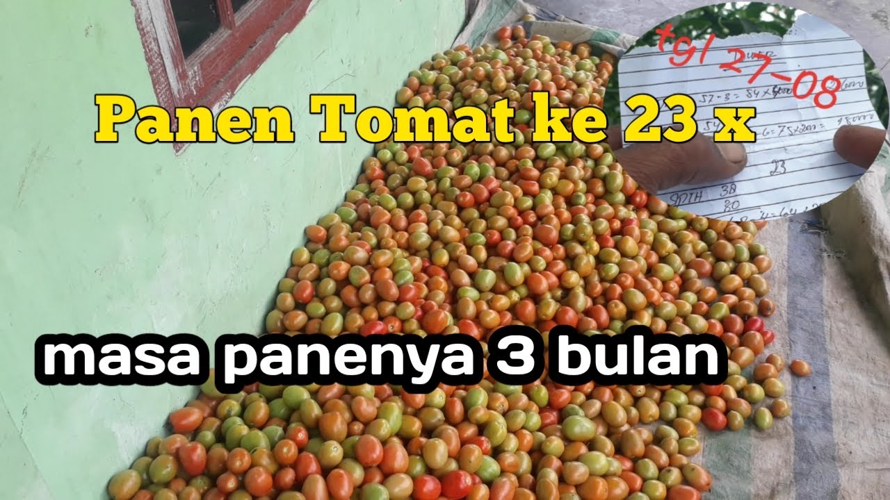 part 62,panen tomat marvel ke 23 kalinya,
