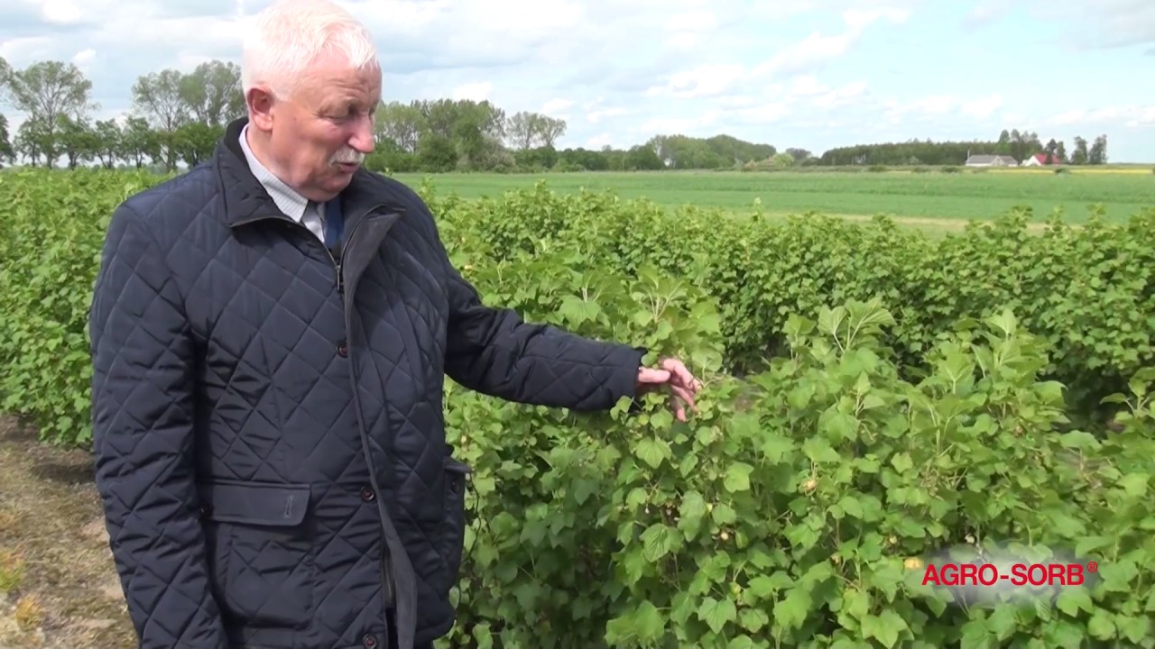 Agrosorb Radiculum, Folium - Porzeczki - Polskie Aminokwasy - www.polskieaminokwasy.pl